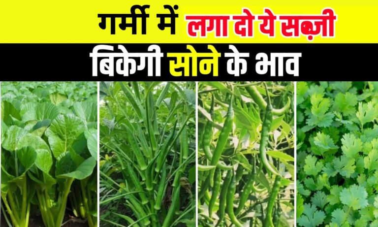 Vegetable Farming