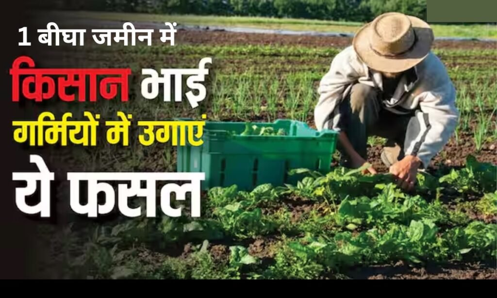 Vegetable Farming