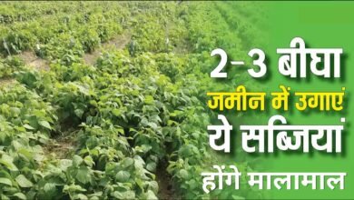 Vegetable Farming