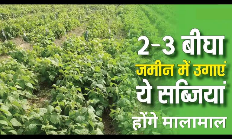 Vegetable Farming