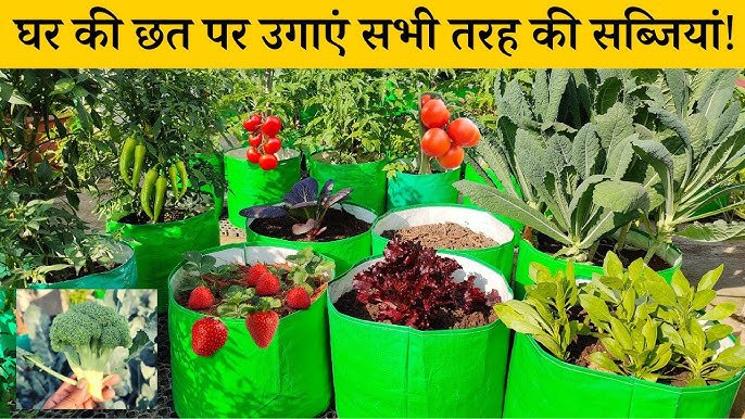 Vegetable Farming