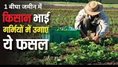 Vegetable Farming