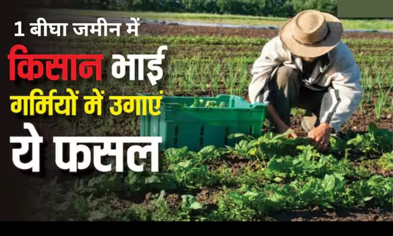 Vegetable Farming