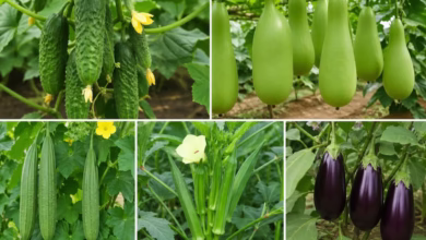 Vegetable Farming in Summer
