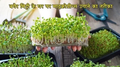 Microgreens Farming