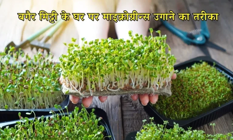 Microgreens Farming