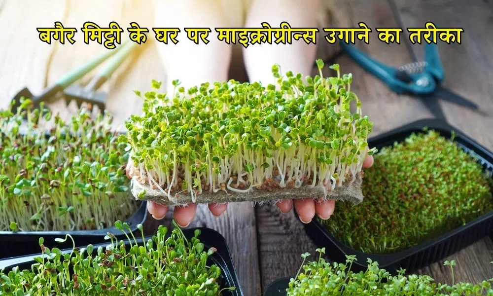 Microgreens Farming