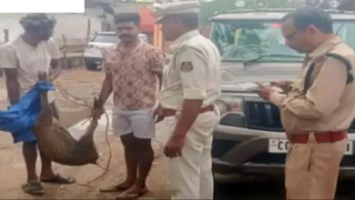 CG : रायगढ़ में वन्य प्राणी को कुत्तों ने नोचा, मौत …