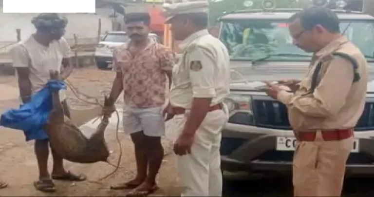 CG : रायगढ़ में वन्य प्राणी को कुत्तों ने नोचा, मौत …