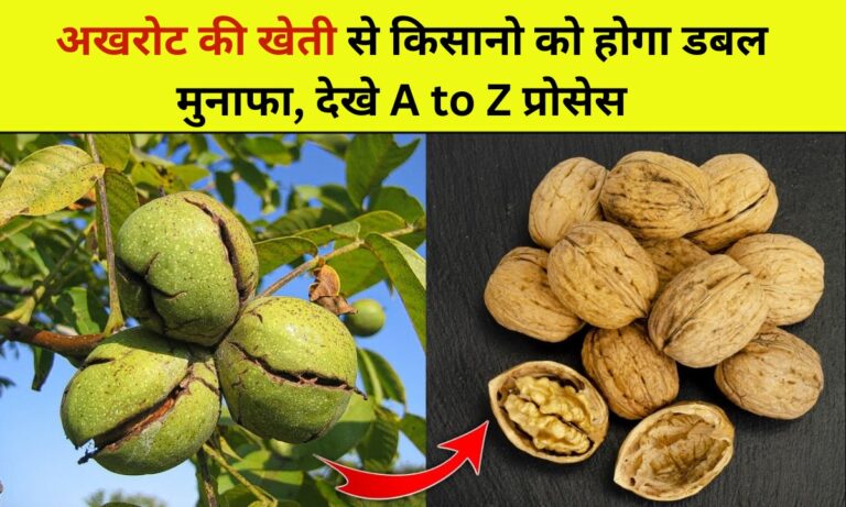 Walnut Cultivation Tips