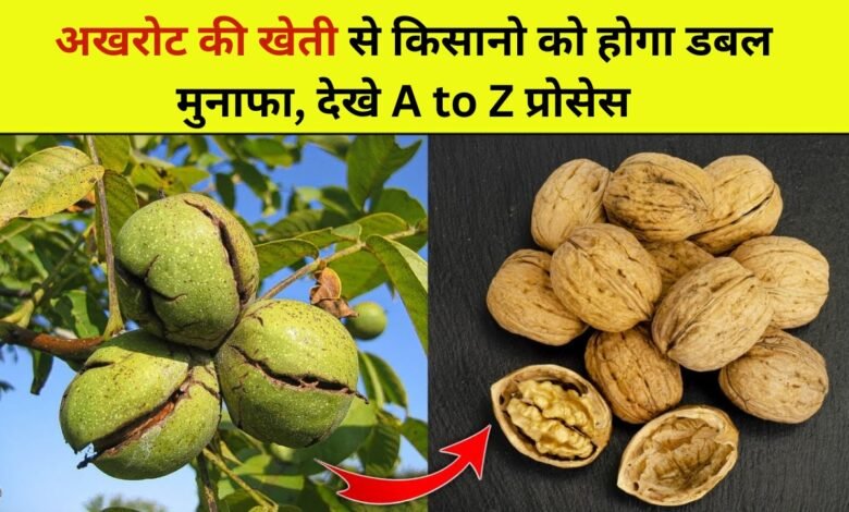 Walnut Cultivation Tips