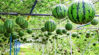Watermelon Cultivation