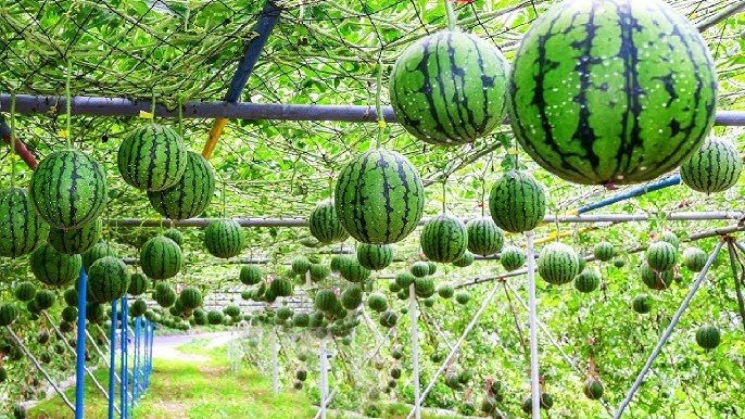 Watermelon Cultivation