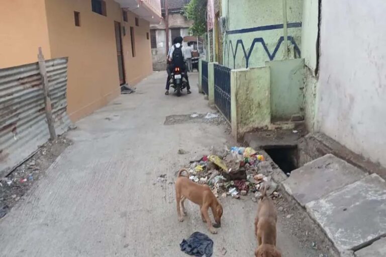 safai2.jpg