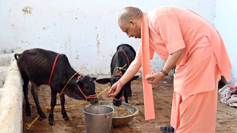 yogi_go2.jpg