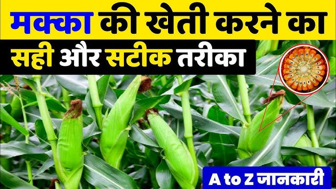 मक्का की खेती