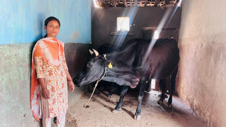 CG : उन्नत नस्ल की गायों ने बदली सरस्वती पैंकरा की जिंदगी, बनीं आत्मनिर्भरता की मिसाल