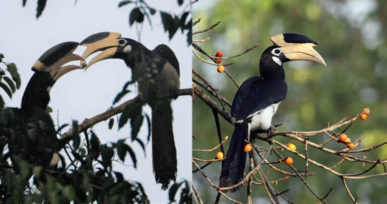 उदंती-सीतानदी टाइगर रिजर्व में जल्द शुरू होगी हॉर्नबिल सफारी, पर्यटन को मिलेगा बढ़ावा