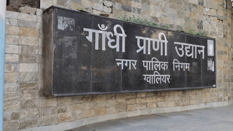 कान्हा में CDV का असर, ग्वालियर जू में बाघिन मीरा के शावकों की सुरक्षा बढ़ाई; फिलहाल आइसोलेशन से बाहर नहीं आएंगे