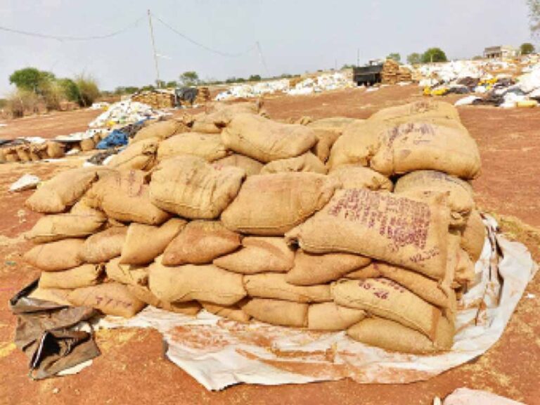 Bastar News: उठाव नहीं होने से सड़ गई करोड़ों की धान, किसानों ने जिम्मेदारों पर उठाए सवाल