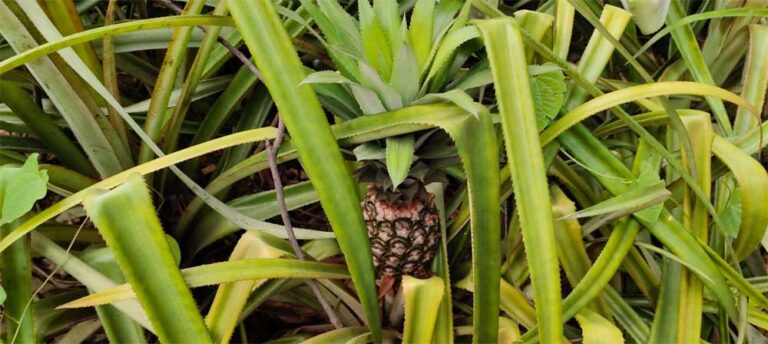 Raigarh farmer Arun Saw has transformed his fortune by growing pineapple and has become a source of inspiration.