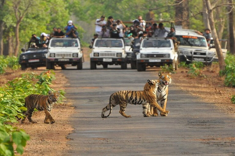 Tiger_ReserveA_92_3.jpg