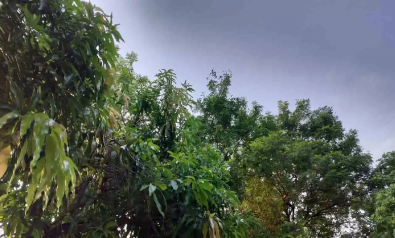 CG :16 राज्यों में आंधी-तूफान और बारिश के असर, गर्मी से मिलेगी राहत …