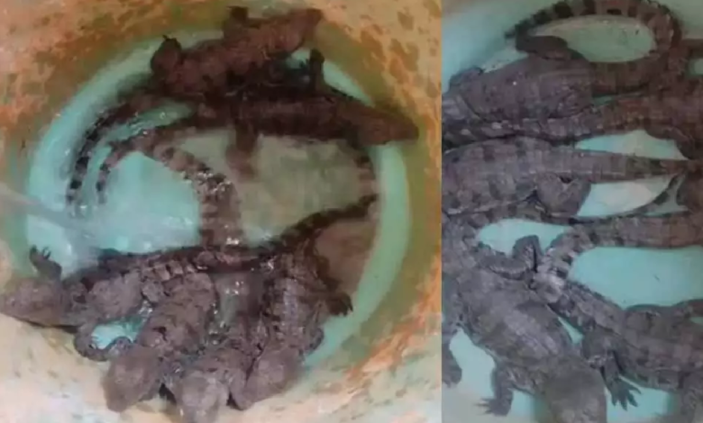 CG : तालाब से नन्हे मगरमच्छों का रेस्क्यू, दहशत में थे ग्रामीण …