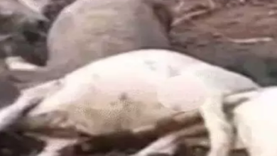 CG : आसमानी बिजली से 40 पशुओं की मौत …