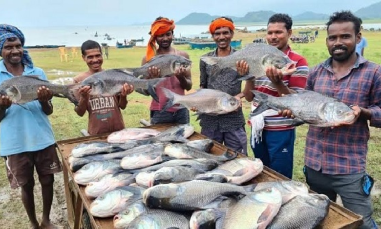 CG : विशेष लेख : ‘नीली क्रांति’ से समृद्धि की ओर: मछली पालन बना ग्रामीण विकास, रोजगार और आत्मनिर्भरता का नया आधार …