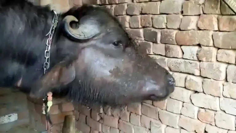CG : मानसून में बढ़ा गलघोंटू बीमारी का खतरा, पशुपालकों से समय पर टीकाकरण कराने की अपील…