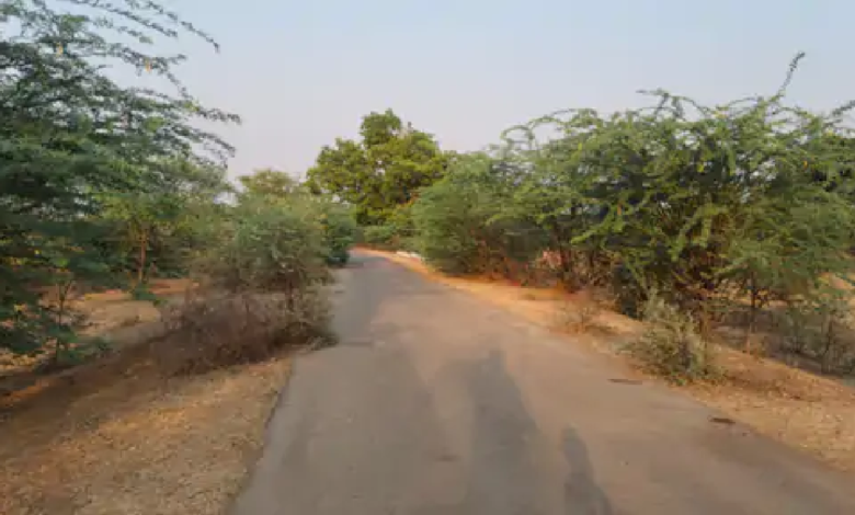 राजनांदगांव : ग्रामीण सड़कों पर झाड़ियां हर मोड़ पर हादसे का खतरा…