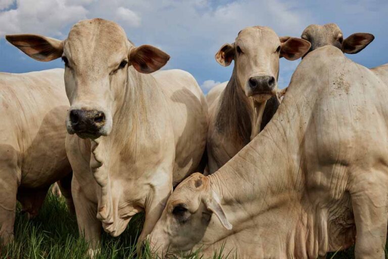 cow_cow_40_4.jpg