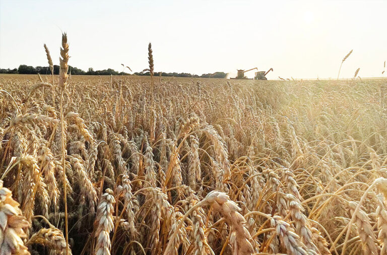 wheat_76_2.jpg