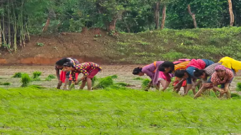 राजनांदगांव : जिलेभर में रिमझिम बारिश, 24 घंटे में 60 मिमी बरसे बादल…