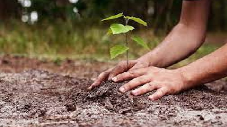 राजनांदगांव : छात्र युवा मंच ने किया पौधरोपण…