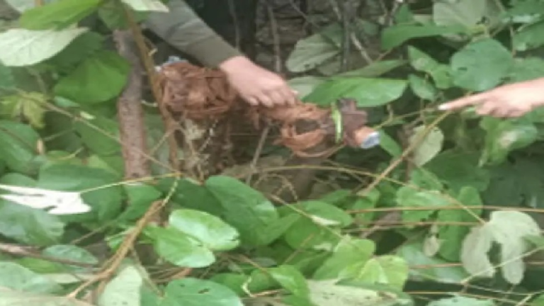 CG : बीजापुर के जंगलों में नक्सलियों के 8 डंप बरामद, IED बनाने का सामान जब्त…