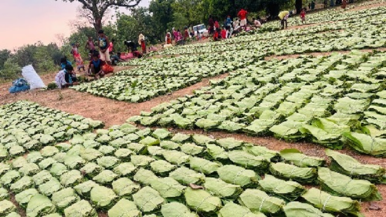 CG : 10 हजार 909 रुपये प्रति मानक बोरा तक मिली रिकॉर्ड द…