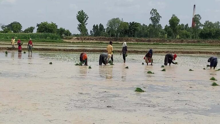 अच्छी बारिश से खेती को मिली नई जान, पंच परगना में धान की रोपाई तेज