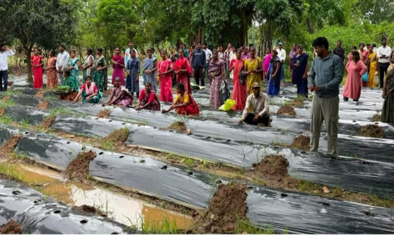 किसानों के लिए वरदान बनेगी ग्राफ्टेड सब्जियां, धमतरी में वैज्ञानिक प्रशिक्षण से मिली आधुनिक खेती की जानकारी