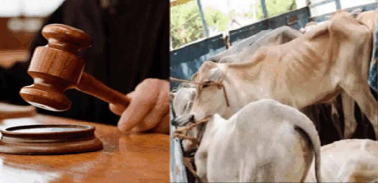 जब्त मवेशियों की कस्टडी किसे मिलेगी? कोर्ट के अधिकार क्षेत्र पर हाईकोर्ट करेगी फैसला