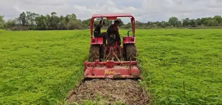 CG : हरी खाद से संवर रही खेतों की सेहत, प्राकृतिक खेती की मिसाल बने किसान नरेंद्र सिंह …