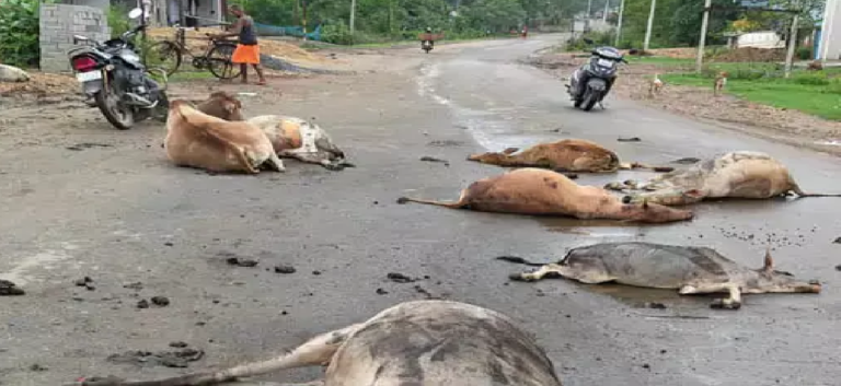 CG : 6 मवेशियों की मौत, रौंदकर तेज रफ्तार ट्रेलर फरार …