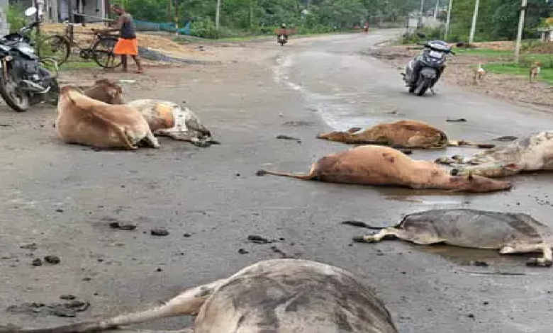 CG : 6 मवेशियों की मौत, रौंदकर तेज रफ्तार ट्रेलर फरार …