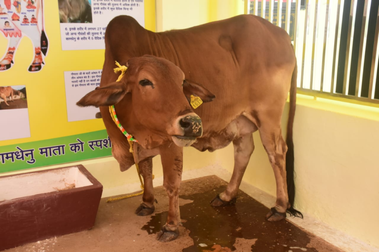 Rajnandgaon : सौम्या कामधेनु माता की समाधि स्थल पर बनेगा 'कामधेनु मंदिर धाम' …