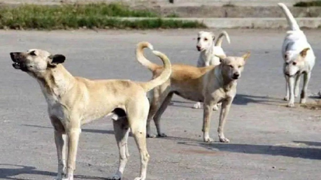 CG : कोरबा में आवारा कुत्तों का आतंक, हमले में मासूम की मौत; निगम ने पकड़े 15 कुत्ते …