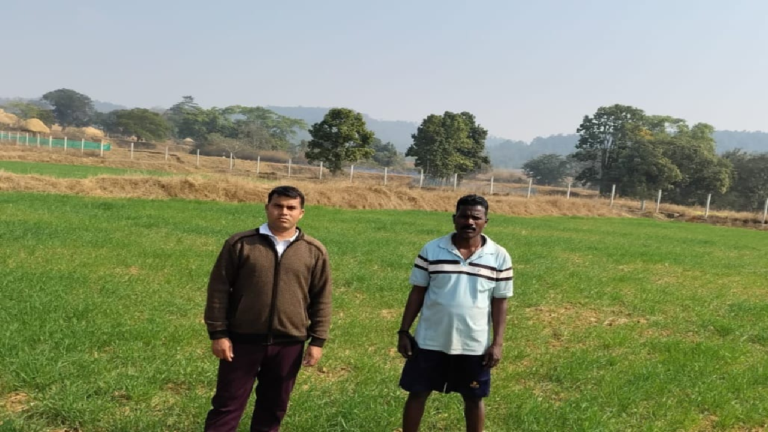 CG : कम लागत, दोगुना फायदा : जशपुर के किसान ने गेहूं की खेती से बढ़ाई आमदनी …
