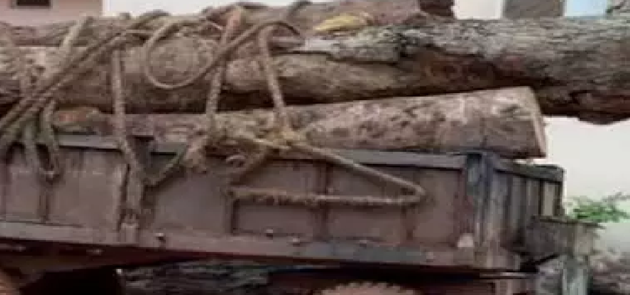 CG : इमारती लकड़ी की तस्करी नाकाम, कोरबा में वन विभाग की कार्रवाई …
