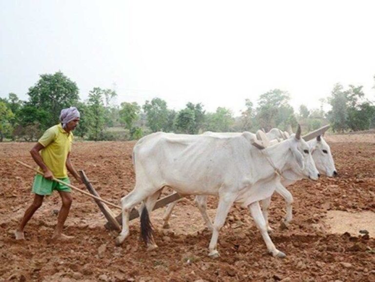 इस खरीफ सीजन में 48.69 लाख हेक्टेयर क्षेत्र में बोनी का है लक्ष्य