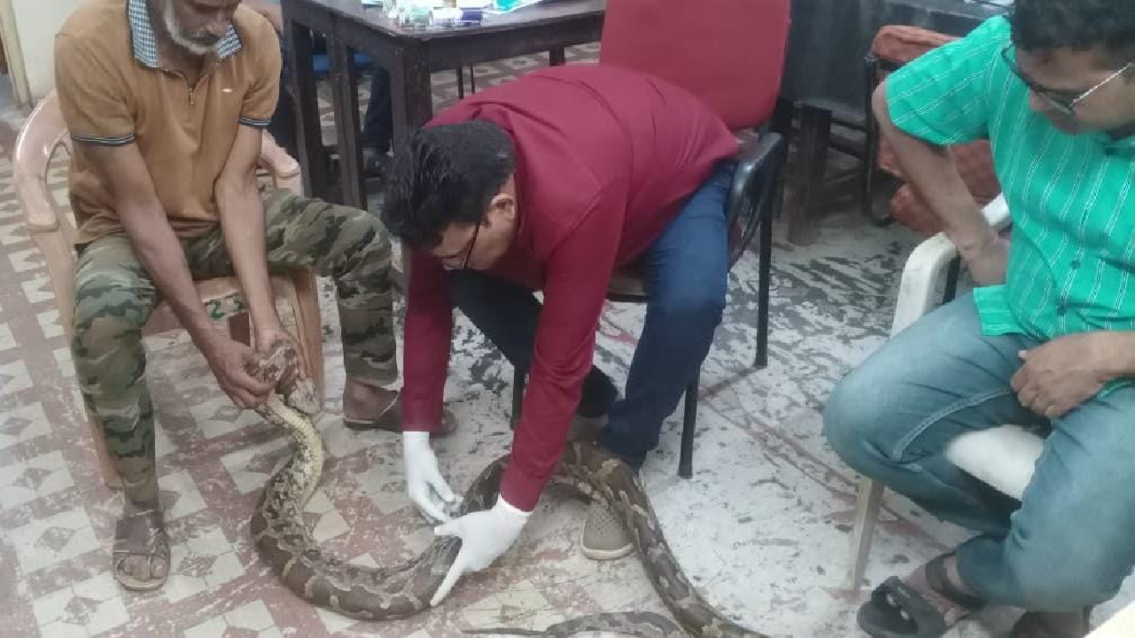 CG : गंगरेल के जंगलों से गहरे जख्मों के साथ रेस्क्यू हुआ अजगर…